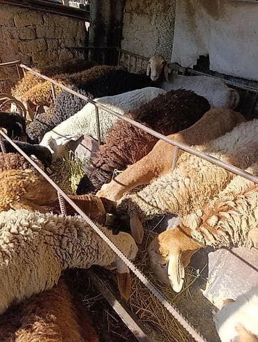 ат алам: Продаю | Овца (самка) | Полукровка | Для разведения | Ярка — 8