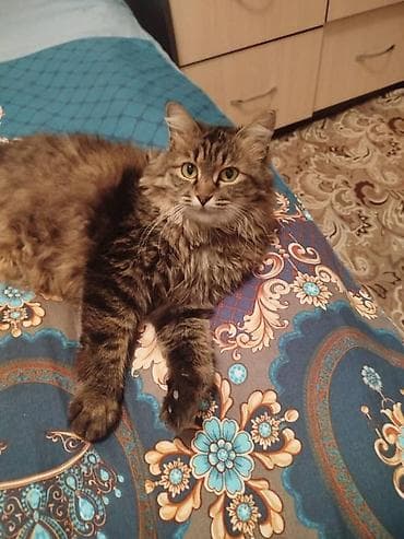 куболук жоголду: Потеряна кошка!!! Откликается на "муська", "мурлышка", возраст 3,5 — 4