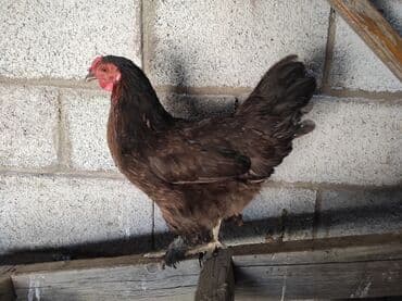 куры доминанты: Продаю | Петух, Куры | Домашняя | На забой, Несушки, Для разведения — 2