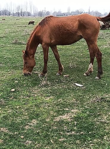 гончие собаки: Продаю | Кобыла (самка) | Полукровка | Рабочий — 1