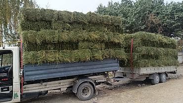 Купю с Поля Клевер Самовывоз оптом. Беде сатып алам at lalafo.kg Купю с Поля Клевер Самовывоз оптом. Беде сатып алам