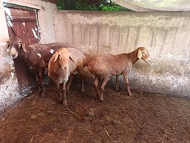 овцы баран: Продаю | Овца (самка), Баран (самец) | На забой — 4