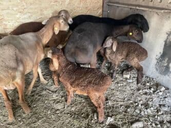 продажа щенков немецкой овчарки с документами в бишкеке: Продаю | Овца (самка) | Арашан, Гиссарская | Для разведения | Ягнившаяся, Матка — 15