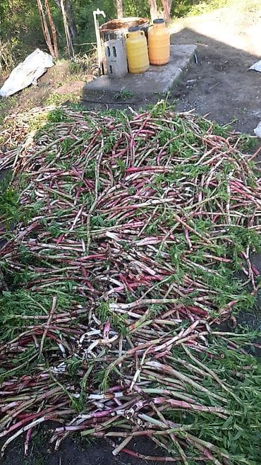 перец свежий: Сочными розово‑зелёными стеблями и нежной зеленью. - Подходят для — 3