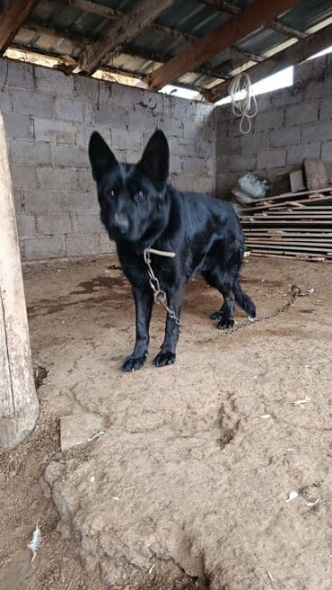 продам немецкую овчарку: Черная немецкая овчарка - Порода: немецкая овчарка (черный окрас) - — 3