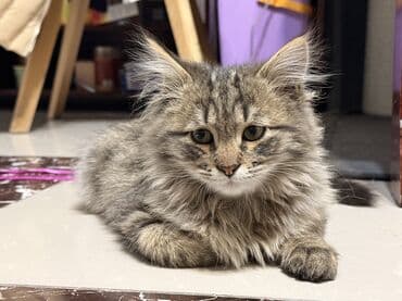 рэгдолл кошка: Роня, мальчик, родился 24.08.2025 — активный, весёлый и очень — 2