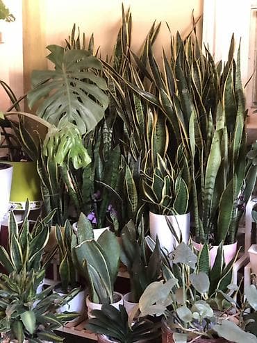 green leaf: Комнатные и садовые растения в горшках - Ампельные растения в — 10