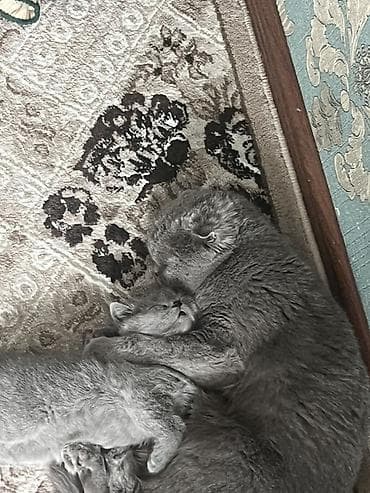 белый котенок с голубыми глазами купить: Британский короткошёрстный котёнок, окрас голубой (blue) - Порода — 4