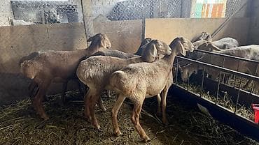 перья птиц: Продаю | Овца (самка) | Для разведения — 9