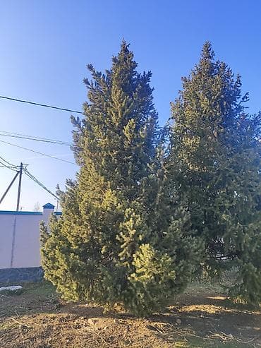 Другие товары для дома: Саженцы деревьев: Ели, Самовывоз — 4