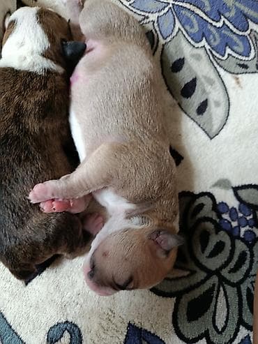 животные птицы: Открывается бронь на щенков питбуль к продаже 3 девочки и 4 мальчика — 5