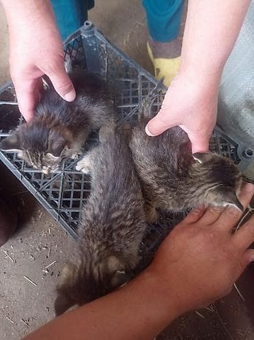 сухое молоко для котенка: Котята полосатые, короткошёрстные, классического окраса 1 штук 100 сом — 6