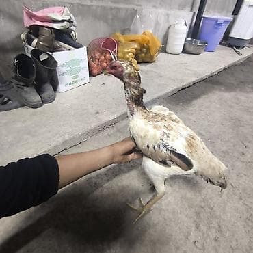 тоджон корейский бройлер: Продаю | Петух | Бойцовая | Для разведения — 4