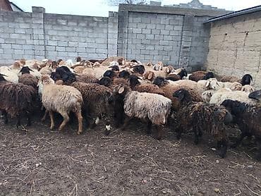 орпингтон мраморный: Продаю | Овца (самка) | Для разведения — 9