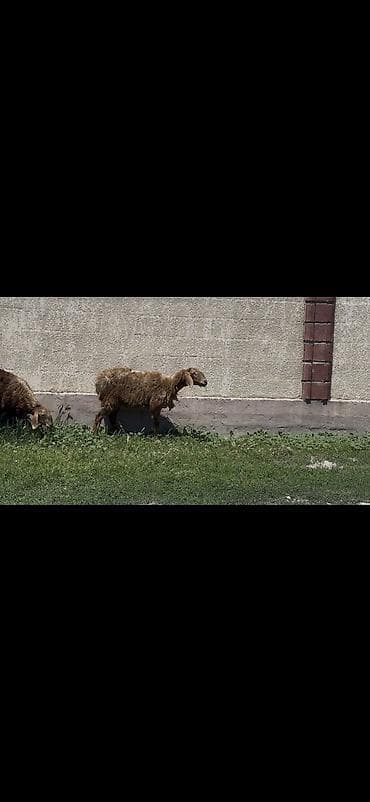 морской аквариум купить: Продаю | Овца (самка), Ягненок | Арашан | Для разведения | Ярка — 5