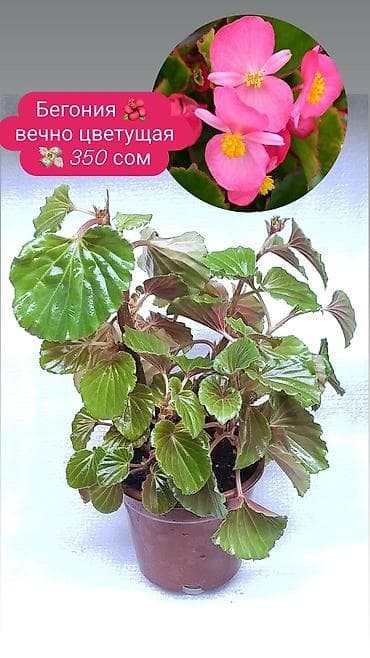 Диффенбахии: Продаю 🪴 🌺 комнатные растения 🪴 Пассифлора кализия розовая пантера — 6