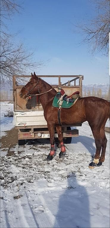 Услуги ветеринара: Продаю | Жеребец | Племенные — 7