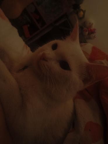 Вязка: Британская короткошёрстная, Мальчик, 1 год, С прививками, Белый