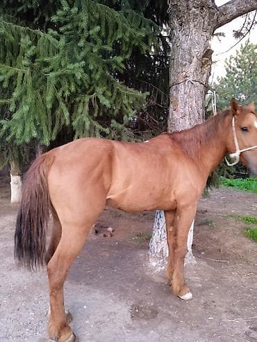 обмен на дакан: Продаю | Жеребец | Дончак | Рабочий — 2