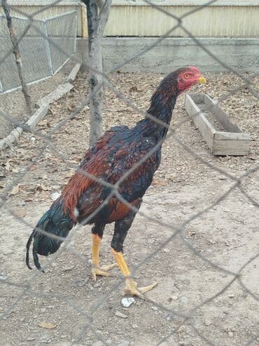 дойни корова: Продаю | Куры — 3