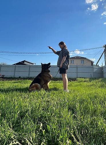 тез арада: Дресировка собак🐶 🐕 хочешь, чтобы твой питомец стал послушным — 2
