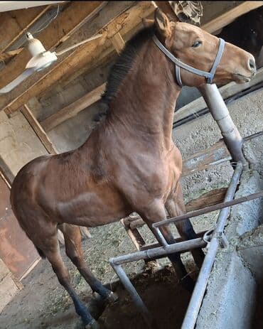 продажа арабских лошадей: Продаю | Жеребец | Полукровка | Для разведения, Рабочий, Конный спорт — 4