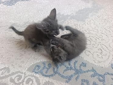 scottish fold: Котята серого окраса (Русская голубая) - Помёт из нескольких котят — 5