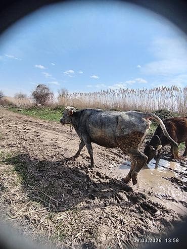А/ч жаныбарларын сатам: Сатам | Уй (ургаачы) | Аргын | Көбөйтүү үчүн — 1