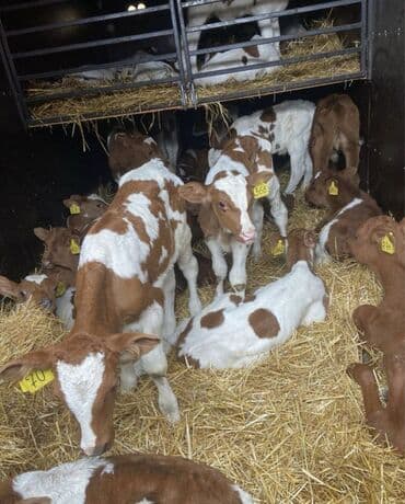 малёк рыбы: Продаю | Корова (самка), Бык (самец), Тёлка | На забой, Для разведения, На откорм | Племенные — 1