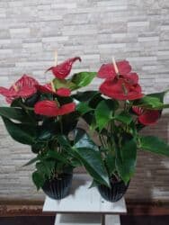 орхидеи в горшке купить с доставкой: Пальма Хамедорея 1000с-1800(высота 125см). монстера800с. аллоказия — 26