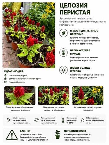 Декор жана интерьер: Целозия перистая и петуния ампельная — декоративные однолетники для — 1