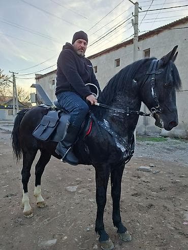 Айыл-чарба жаныбарлары: Сатам | Байтал | Араб | Ат спорту — 1