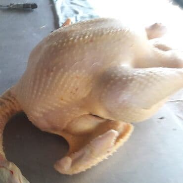 сэндвич бишкек цена: Индюки,индейка,экологически чистое очень нежное мясо — 2