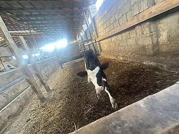 продаю корову с теленком: Продаю | Музоо, торпок | Голштин | На откорм | Искусственник — 3