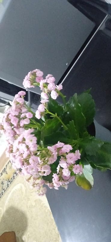 Каланхоэ Каландива в горшке - Компактный куст с пышными соцветиями — 2