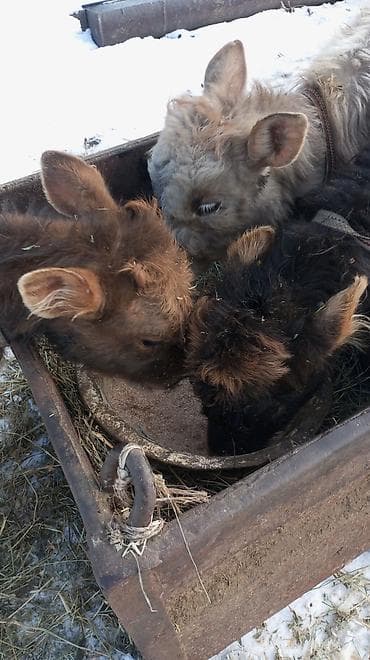 Иттер: Сатам | Кунаажын | Аргын | Бордоп семиртүү үчүн — 5