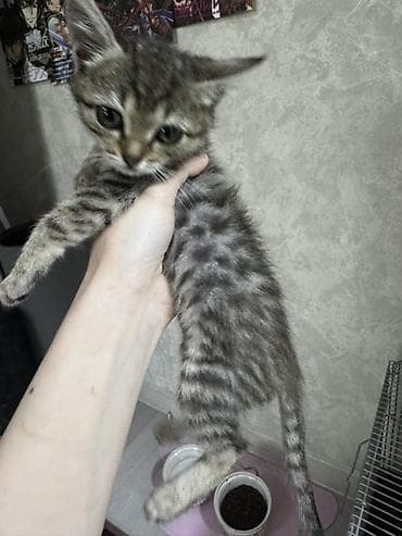 Кошка даром: Беспородная, 1 месяц, Девочка, Приучена к лотку