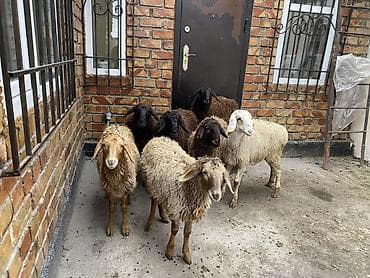 ящик для фрукты: Продаю | Овца (самка) | Для разведения — 6