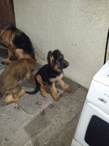 живые раки: Немецкая овчарка, 3 месяца, Самец — 5