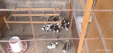 попугай токмок: Продаю | Куры | Для разведения — 6