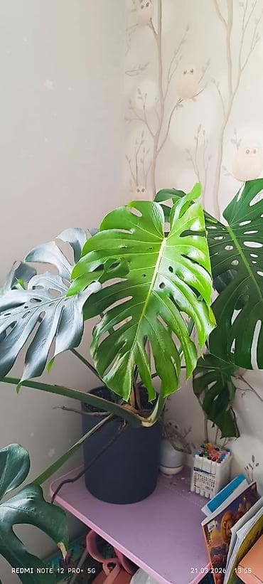 Монстера делициоза (Monstera deliciosa) в горшке. - Крупное комнатное