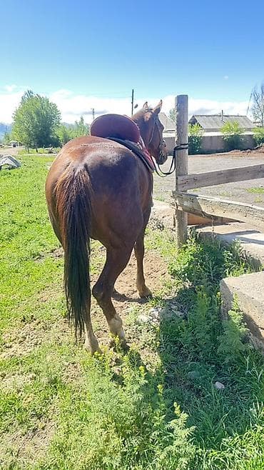 индюк самец: Продаю | Конь (самец) | Полукровка | Рабочий — 9