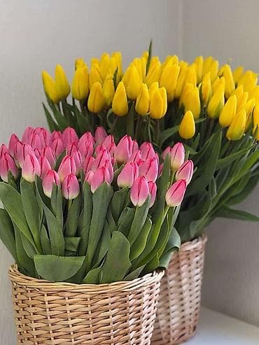 острый: Тюльпаны с собственной теплицы - Срезные тюльпаны прямого — 5