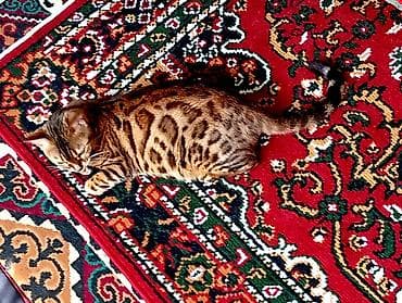 жаны асый: Бенгал, 3 жаш, Ургаачы, Алтын шиншилла, Лотокко барууга үйрөтүлгөн — 7