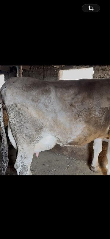 Продаю | Корова (самка) | Для молока | После отела at lalafo.kg Продаю | Корова (самка) | Для молока | После отела