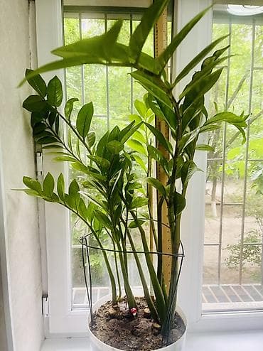 замиокулькас: Продаётся крупный Замиокулькас (долларовое дерево) 🌿 Красивый — 2