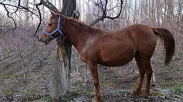 уй сотилади ош: Продаю | Кобыла (самка) | Дончак, Кара Жорго | Для разведения, Для молока, Конный спорт — 6