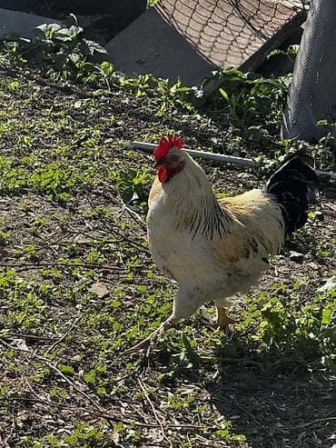 манчкин цена: Продаю | Петух | Для разведения — 3