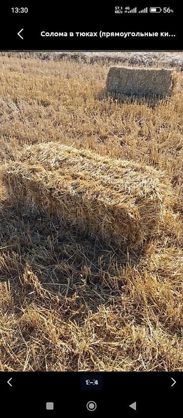 ячмень солома: Арпа саман Салома Кара балтада 45 сом — 1
