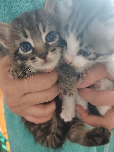 отдам кота даром: Котята, 2 малыша из одного помёта: - Окрас: один тигровый табби с — 4